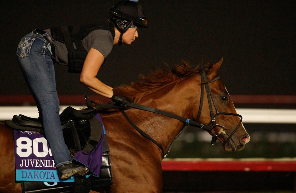 Morning Breeders’ Cup preparations for Dakota Gold under assistant trainer Carol Fisher.  (Eclipse Sportswire)